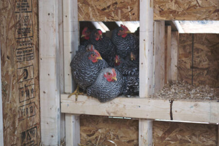 Preparing a Rooster’s Comb for Winter Image